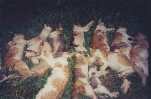 Γαλατάς Αιτωλοακαρνανίας: Εξόντωσαν με φόλες τις δεκάδες γάτες που φρόντιζε