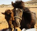 Χίος: Δώστε για υιοθεσία τα ιπποειδή που δεν μπορείτε πια να φροντίσετε