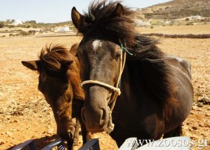 Χίος: Δώστε για υιοθεσία τα ιπποειδή που δεν μπορείτε πια να φροντίσετε