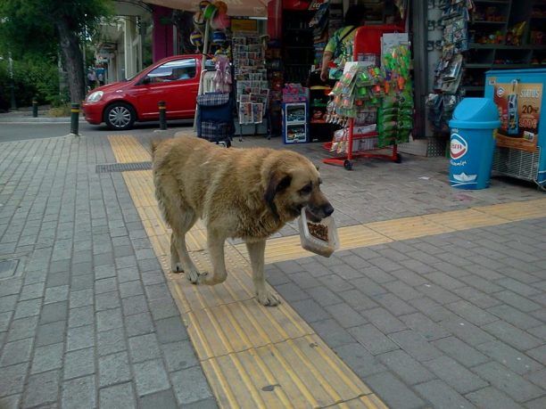 Ο αδέσποτος σκύλος στη Νέα Ιωνία με το μπολ στο στόμα…