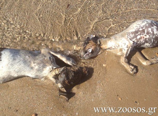 Πάρος: Έπνιξε τα σκυλιά με σύρμα και τα πέταξε στη θάλασσα (βίντεο)