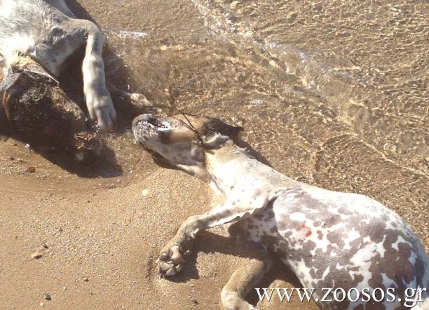 Καταγγείλτε εκείνον που έπνιξε τα σκυλιά στην Πάρο (βίντεο)