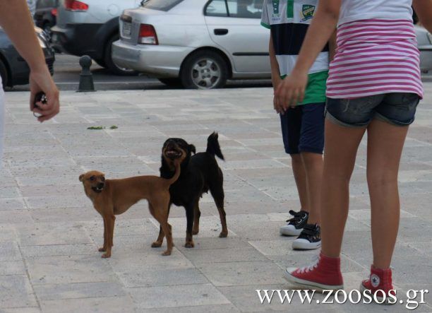 Δωρεάν διάθεση συσκευών αναγνώρισης μικροτσίπ σε 16 δήμους