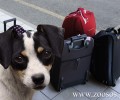 Ποτέ τα ζώα στον χώρο των αποσκευών!
