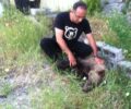 Καστοριά: Νεκρό αρκουδάκι από φόλα