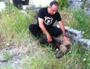 Καστοριά: Νεκρό αρκουδάκι από φόλα