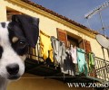 Στειρώσεις χαμηλού κόστους για οικόσιτα τσιπαρισμένα θηλυκά σκυλιά στη Λέσβο
