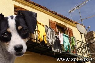 Λέσβος: Στειρώσεις οικόσιτων θηλυκών σκυλιών με έκπτωση για όσους αντιμετωπίζουν οικονομικά προβλήματα