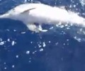 Στούπα Λακωνίας: Απελευθέρωσε το δελφίνι από την πετονιά (βίντεο)