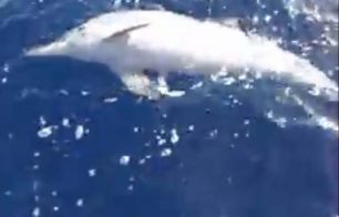 Στούπα Λακωνίας: Απελευθέρωσε το δελφίνι από την πετονιά (βίντεο)