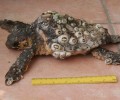 Καβάλα: Νεαρή θαλάσσια χελώνα caretta caretta γεμάτη πεταλίδες λόγω αδυναμίας