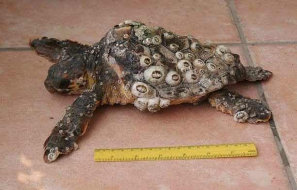 Καβάλα: Νεαρή θαλάσσια χελώνα caretta caretta γεμάτη πεταλίδες λόγω αδυναμίας
