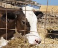 Διαγωνισμό για την περισυλλογή και σταυλισμό ανεπιτήρητων παραγωγικών ζώων ανακοίνωσε ο Δήμος Λευκάδας