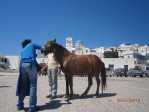 Φρόντισαν 50 ιπποειδή στην Αμοργό