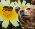 Ημερίδα για τη συμβίωση μελισσοκόμων και κτηνοτρόφων με τα άγρια ζώα