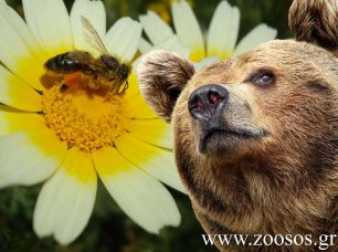 Ημερίδα για τη συμβίωση μελισσοκόμων και κτηνοτρόφων με τα άγρια ζώα