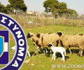 Τρίκαλα: Αθωώθηκαν για τη θανάτωση του σκύλου επειδή έσωζαν τα πρόβατα