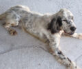 Σκύλος ράτσας Σέττερ εγκαταλελειμμένος στο βουνό της Πεντέλης στην Αττική