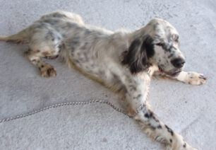 Σκύλος ράτσας Σέττερ εγκαταλελειμμένος στο βουνό της Πεντέλης στην Αττική