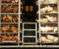 Τι ισχύει για τα πουλερικά (κότες κ.ά.) και την πώληση τους εξαιτίας της γρίπης των πτηνών