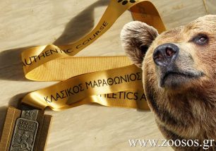 31ος Κλασικός Μαραθώνιος Αθηνών: Τρέξε να σώσεις την αρκούδα!