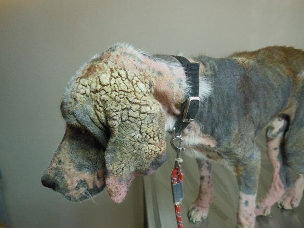 Βελιές Λακωνίας: Ήθελαν να εξοντώσουν τον άρρωστο σκύλο