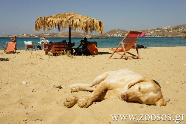 Αναχρονιστική και αντιεπιστημονική η απαγόρευση των σκυλιών στις παραλίες
