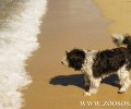 Σιχαίνεστε τα σκυλιά στην παραλία; Τότε γιατί κατουράτε στη θάλασσα;