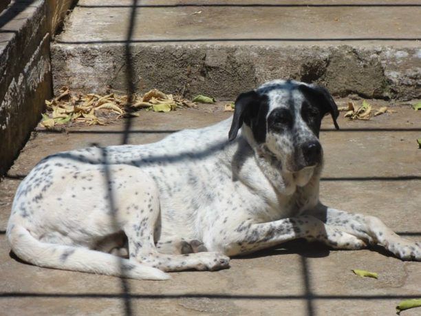 Μαρούσι: Έσωσε τον σκύλο από το μαρτύριο που τον είχαν καταδικάσει οι δικοί του... (βίντεο)