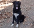 Σκύλος βρέθηκε κοντά στο Πεταλίδι Μεσσηνίας
