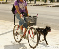 Βόλτα με τον σκύλο κάνοντας ποδήλατο!