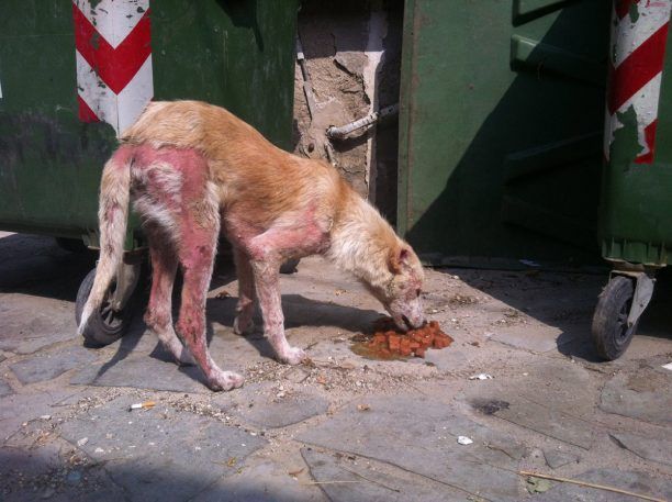 Ζαγκλιβέρι Λαγκάδα: Αδιαφορούν όλοι για τον άρρωστο σκύλο της πλατείας