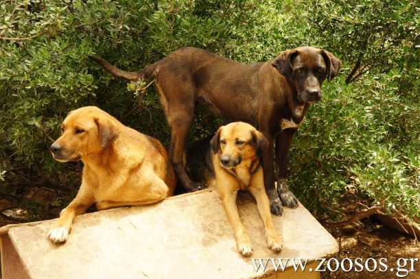Χίλιοι καλοί χωράνε;