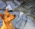 Πύργος: Αστυνομικοί έσπασαν το τζάμι του Ι.Χ. για να σώσουν τα σκυλιά από τη θερμοπληξία