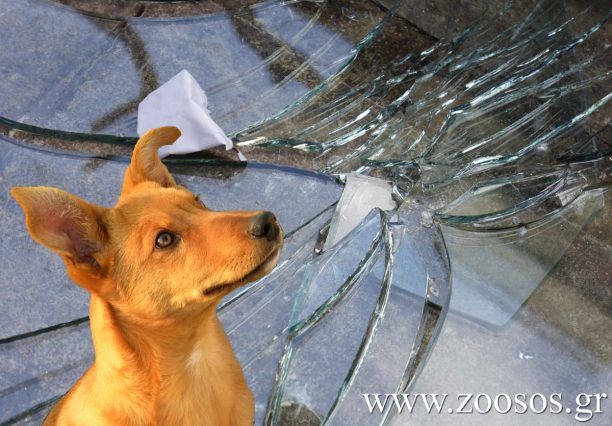 Πύργος: Αστυνομικοί έσπασαν το τζάμι του Ι.Χ. για να σώσουν τα σκυλιά από τη θερμοπληξία