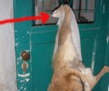 Χανιά: O σκύλος εγκλωβίστηκε στην πόρτα και πέθανε;