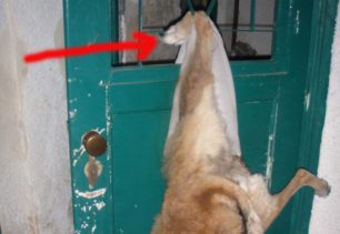 Χανιά: O σκύλος εγκλωβίστηκε στην πόρτα και πέθανε;