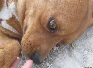 Ηράκλειο Κρήτης: Γάζωσε τον σκύλο με εννιάβολη καραμπίνα