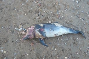 Νεκρό δελφίνι σε παραλία της Ραφήνας