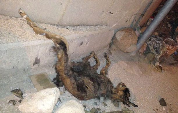 Μυτιλήνη: Βρήκε τον σκύλο νεκρό αφού ήταν δεμένος χωρίς τροφή και νερό