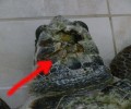 Πρέβεζα: Σκόπιμα ψαράδες σφυροκοπούν στο κεφάλι τις θαλάσσιες χελώνες