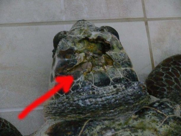 Πρέβεζα: Σκόπιμα ψαράδες σφυροκοπούν στο κεφάλι τις θαλάσσιες χελώνες