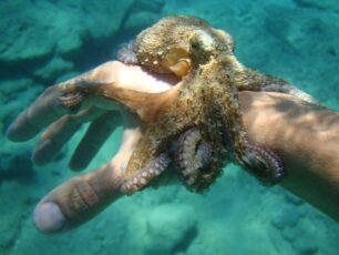 Φοριέται και σαν κόσμημα…
