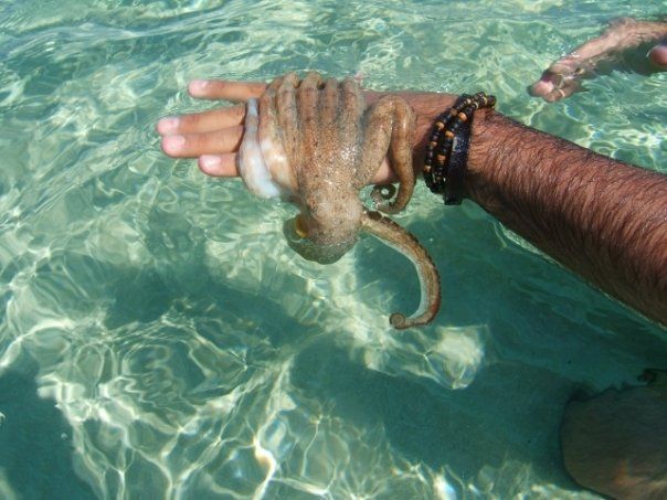 Παίζοντας μ’ ένα μαλάκιο…