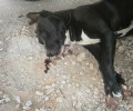 Ανθούσα: Σκότωσε την έγκυο σκυλίτσα με καραμπίνα