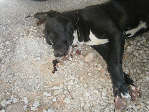 20 μήνες φυλακή και 5.500 ευρώ πρόστιμο για τη θανάτωση εγκύου σκυλίτσας στην Ανθούσα