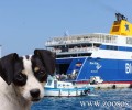 Έσερνε το παράλυτο σκυλί του μέσα στο καράβι Blue Star Πάρος
