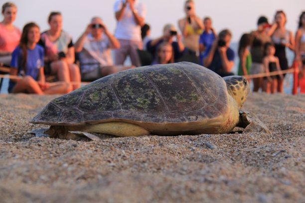 Απελευθέρωσαν την θαλάσσια χελώνα Κανέλα στην παραλία του Ρωμανού (βίντεο)