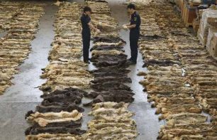 Λαθρεμπόριο με 645 δέρματα λύκων σε πτήση Αθήνα - Πεκίνο