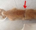 Λίνδος Ρόδου: Έδεσαν με σύρμα την κοιλιά της γάτας προκαλώντας της ανεπανόρθωτη βλάβη